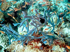 IMG_0855rf_Maldives_Madoogali_Plongee 9_House reef north_eponges bleues